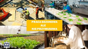 grafika przedstawia kolaż zdjęć, na zdjęciach ludzie pracujący na różnych stanowiskach, na środku znajduje się pomarańczowy prostokąt, na którym widnieje napis Praca sezonowa, ale nie przymusowa