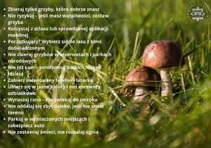 zdjęcie grzybów