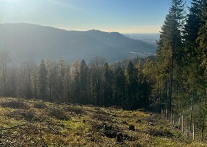 las, piękna pogoda, służby patrolują ścieżkę leśną