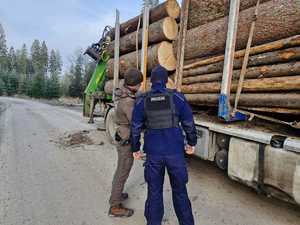 policjanci i straż lesna kontroluja pojazd przewożący bale z drewnej, dzień ,droga lesna