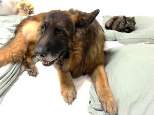 pies i kot leżą w łóżku