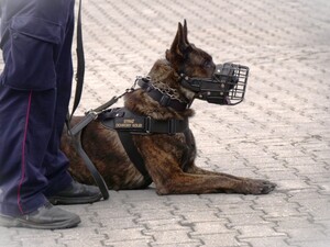 psy służbowe ze swoimi opiekunami