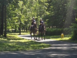 policjanci jadą konno na koniach służbowych, słońce, piękna pogoda