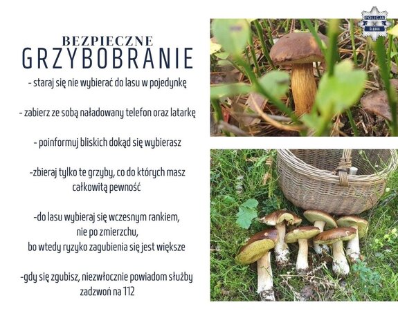 grafika dotycząca zbierania grzybów -szczegóły opisane w tekście